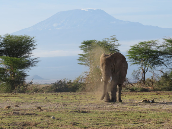 Unforgettable safari experiences