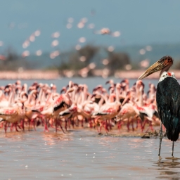 Lake Naivasha